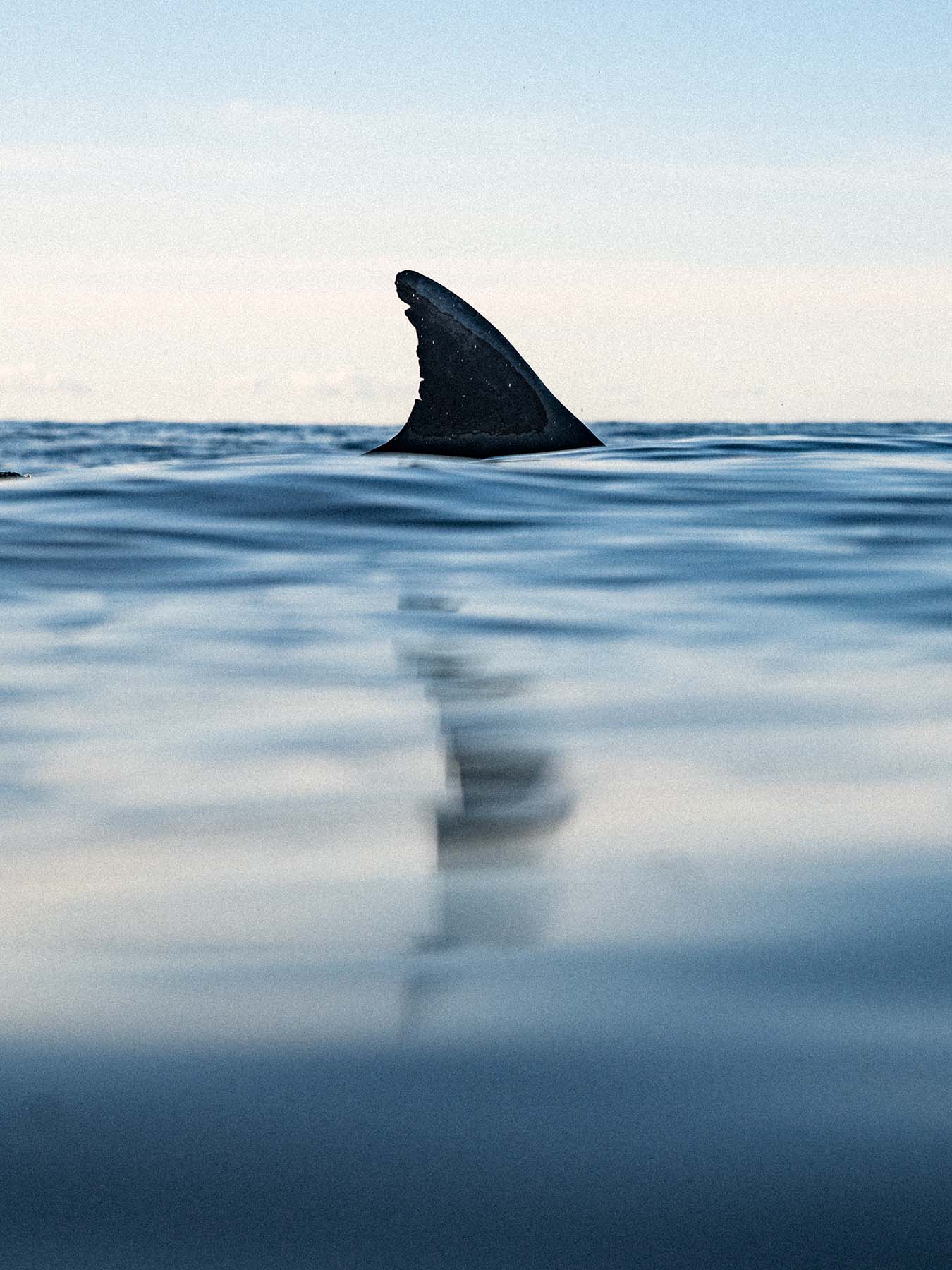 FIN™